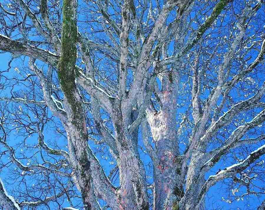 Trees - VisualDisk ></a>
<script language=JavaScript> 
  var txt = 