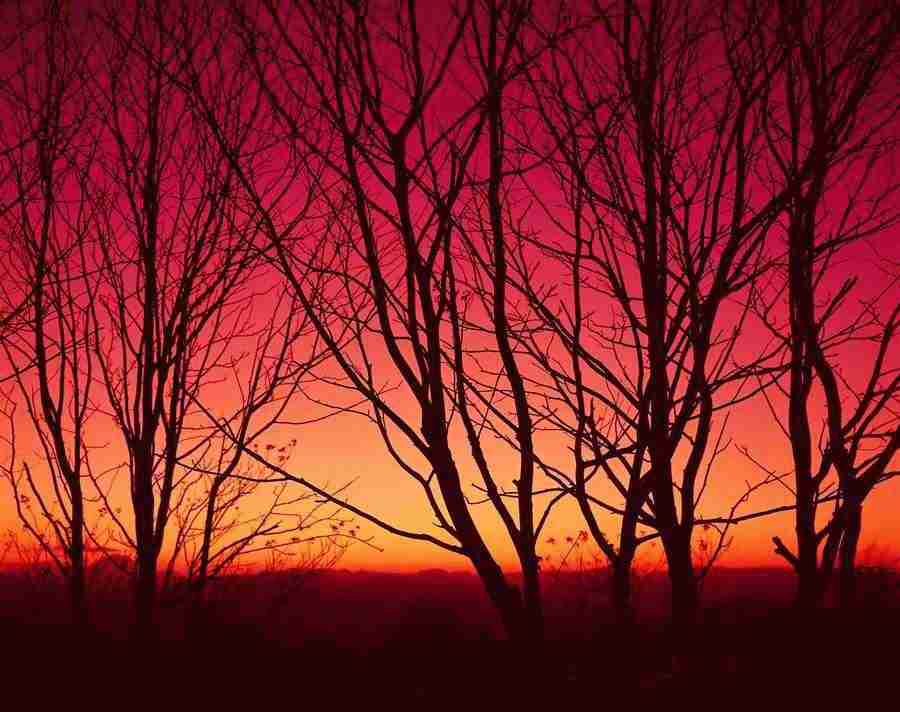 Trees - VisualDisk ></a>
<script language=JavaScript> 
  var txt = 