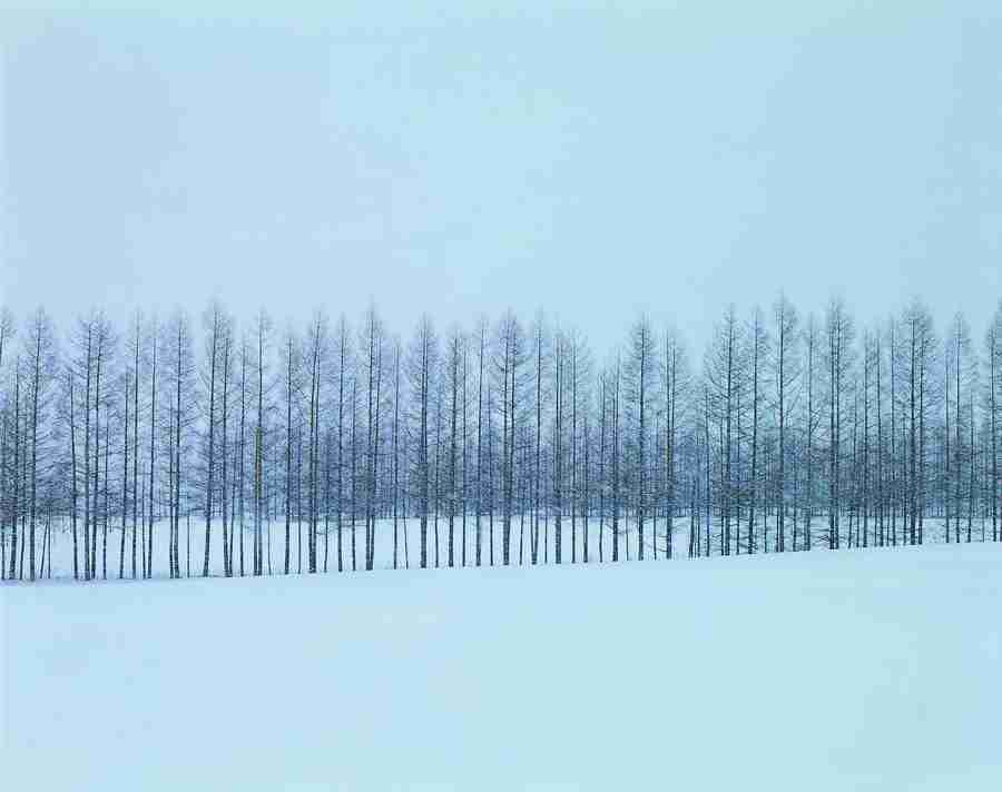 Trees - VisualDisk ></a>
<script language=JavaScript> 
  var txt = 