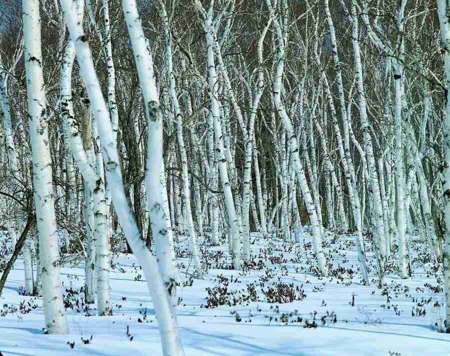 Trees - VisualDisk ></a>
<script language=JavaScript> 
  var txt = 