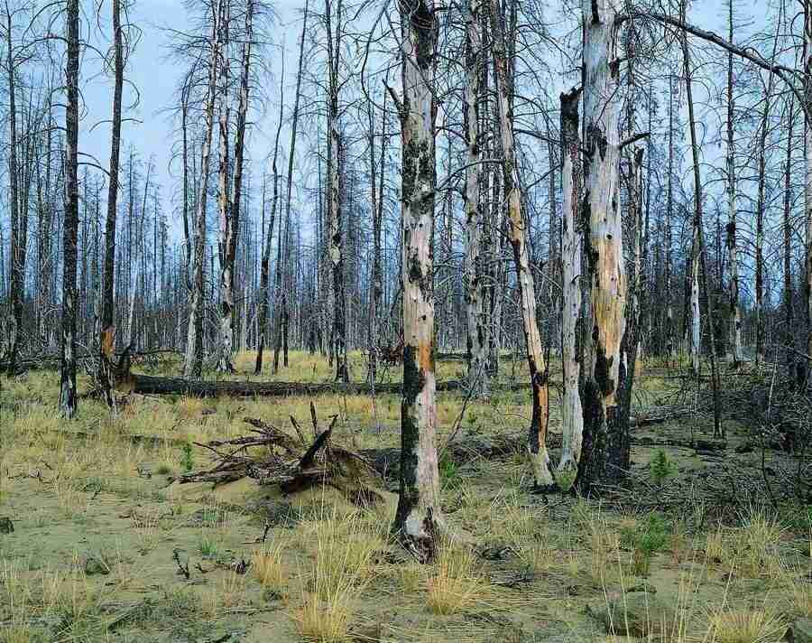 Trees - VisualDisk ></a>
<script language=JavaScript> 
  var txt = 