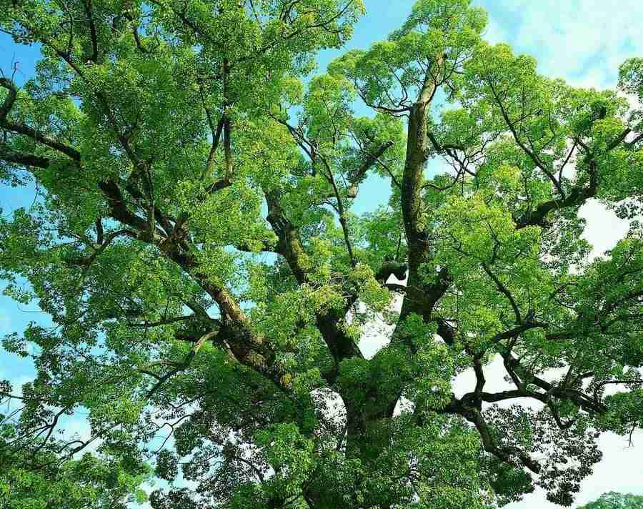 Trees - VisualDisk ></a>
<script language=JavaScript> 
  var txt = 