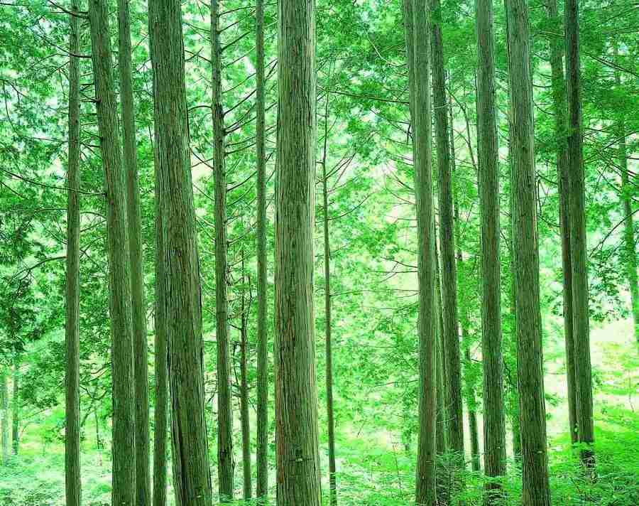 Trees - VisualDisk ></a>
<script language=JavaScript> 
  var txt = 