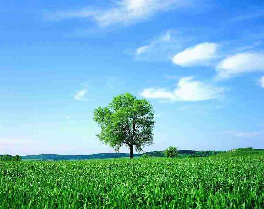 Trees - VisualDisk ></a>
<script language=JavaScript> 
  var txt = 