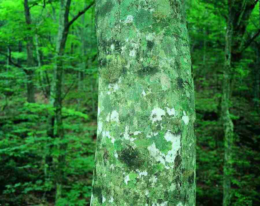 Trees - VisualDisk ></a>
<script language=JavaScript> 
  var txt = 