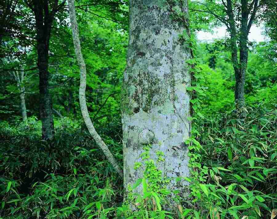 Trees - VisualDisk ></a>
<script language=JavaScript> 
  var txt = 