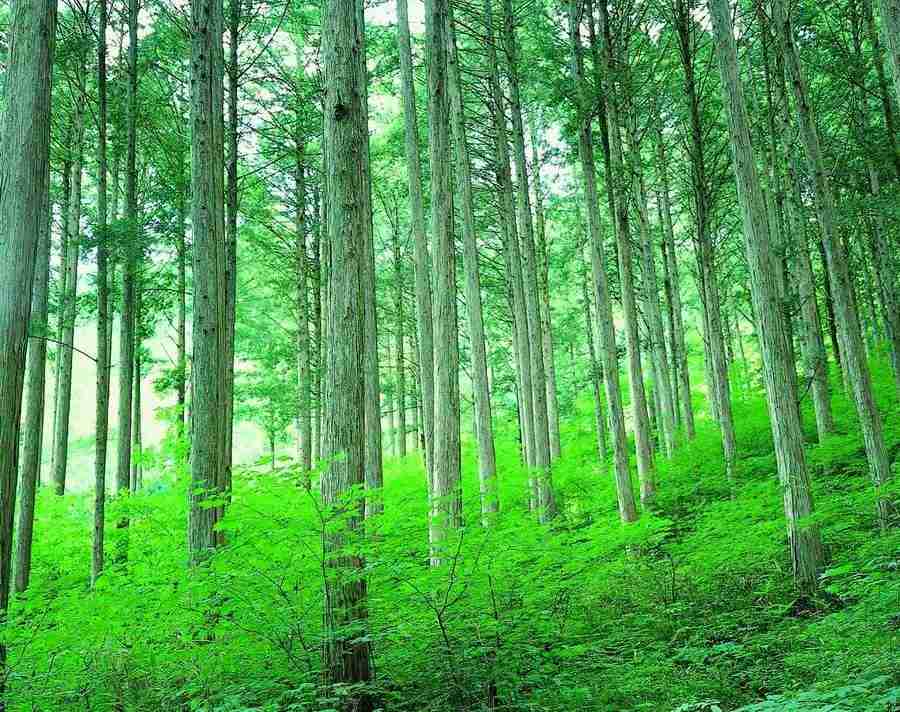 Trees - VisualDisk ></a>
<script language=JavaScript> 
  var txt = 