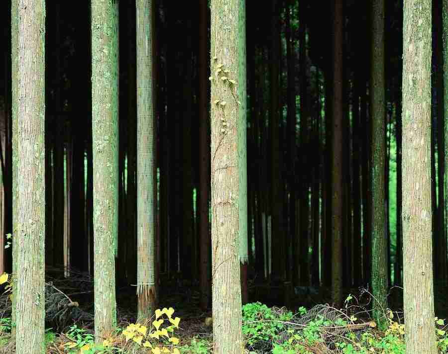 Trees - VisualDisk ></a>
<script language=JavaScript> 
  var txt = 