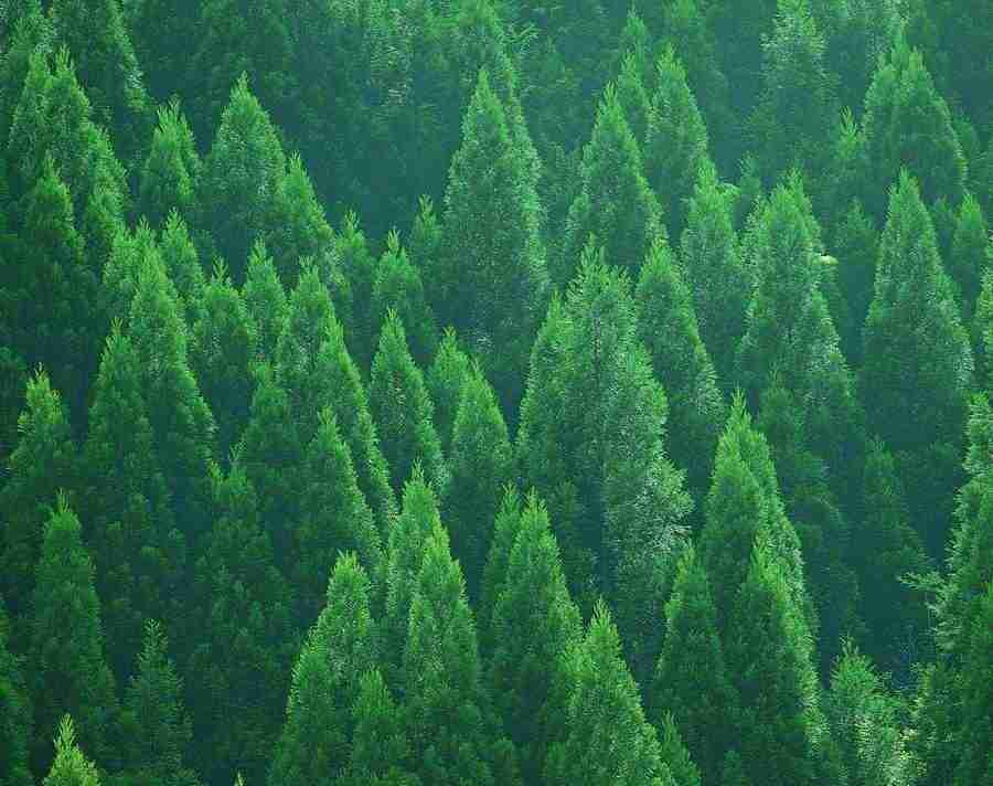 Trees - VisualDisk ></a>
<script language=JavaScript> 
  var txt = 