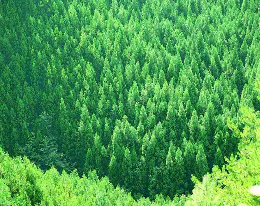 Trees - VisualDisk ></a>
<script language=JavaScript> 
  var txt = 