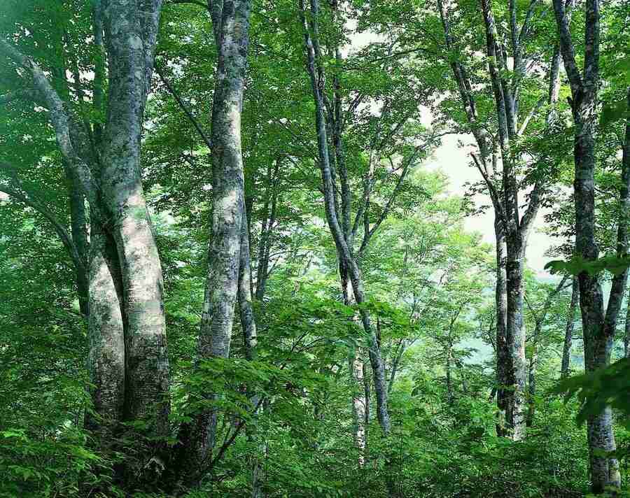 Trees - VisualDisk ></a>
<script language=JavaScript> 
  var txt = 