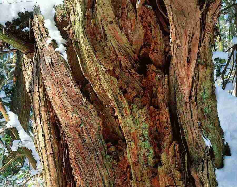 Trees - VisualDisk ></a>
<script language=JavaScript> 
  var txt = 