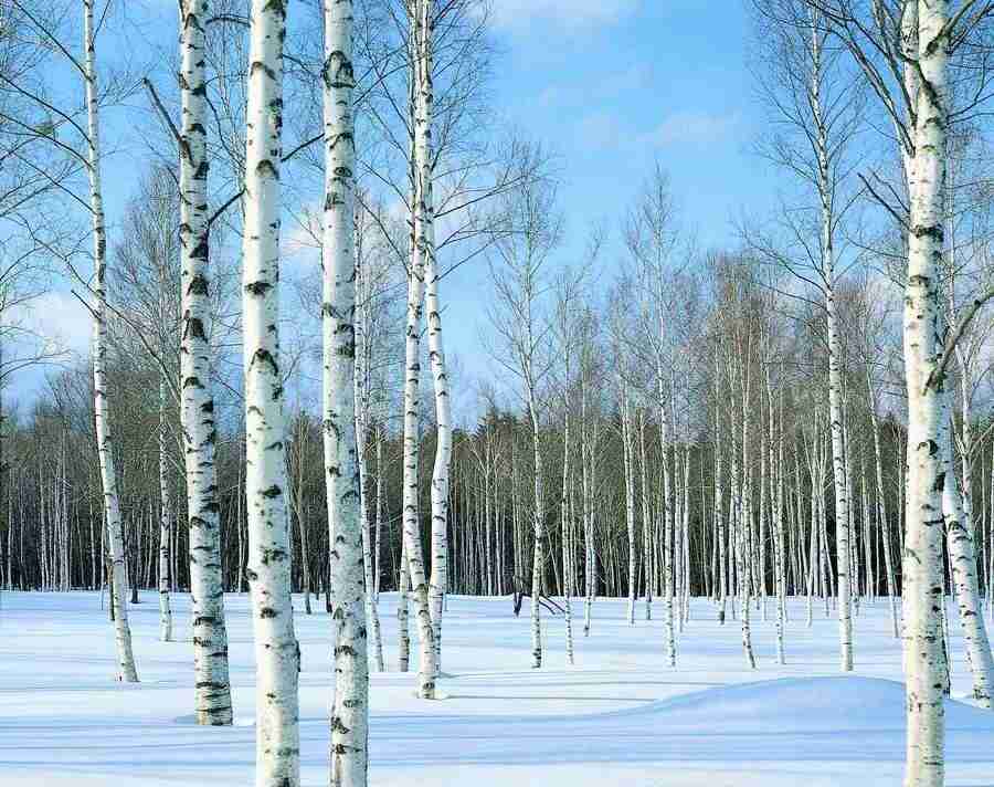 Trees - VisualDisk ></a>
<script language=JavaScript> 
  var txt = 