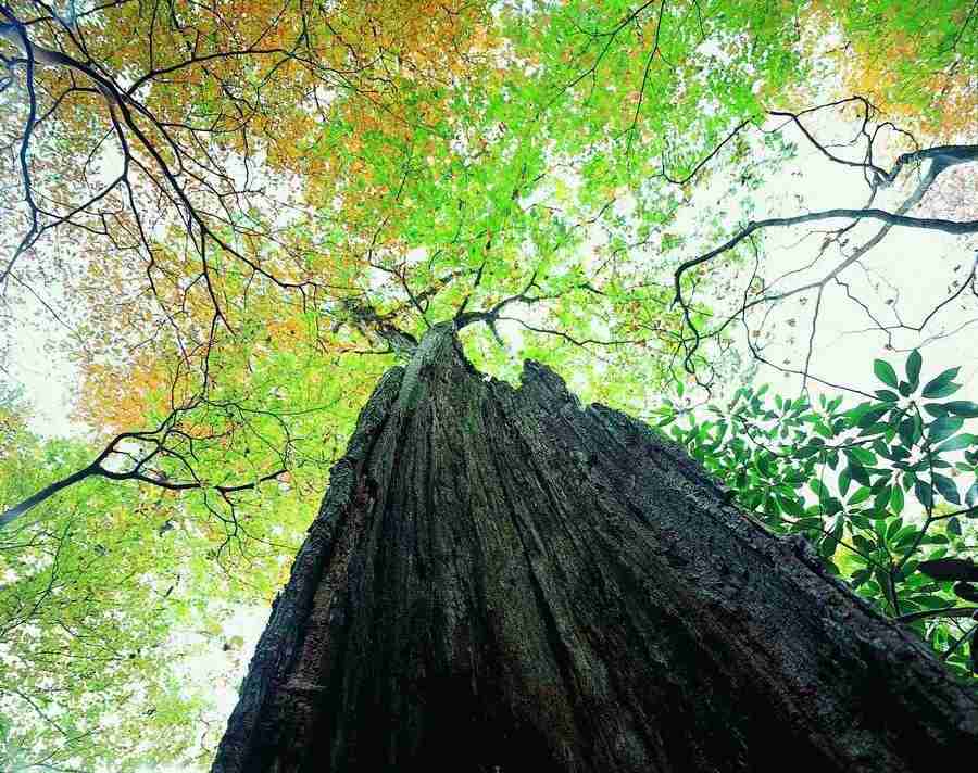 Trees - VisualDisk ></a>
<script language=JavaScript> 
  var txt = 