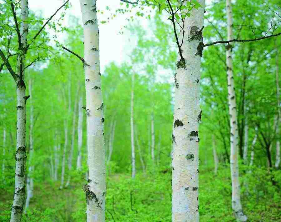 Trees - VisualDisk ></a>
<script language=JavaScript> 
  var txt = 