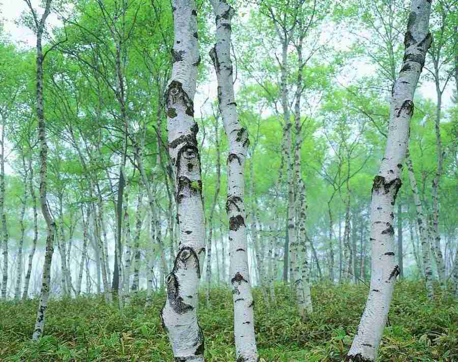 Trees - VisualDisk ></a>
<script language=JavaScript> 
  var txt = 