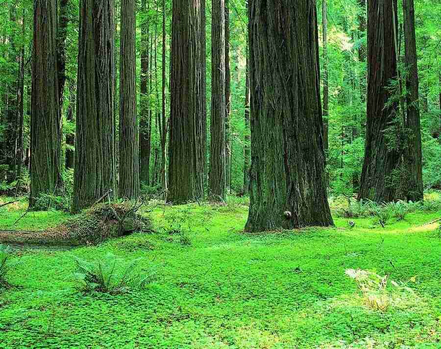 Trees - VisualDisk ></a>
<script language=JavaScript> 
  var txt = 