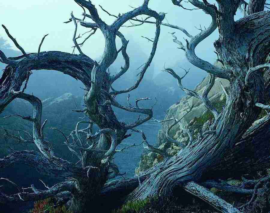 Trees - VisualDisk ></a>
<script language=JavaScript> 
  var txt = 