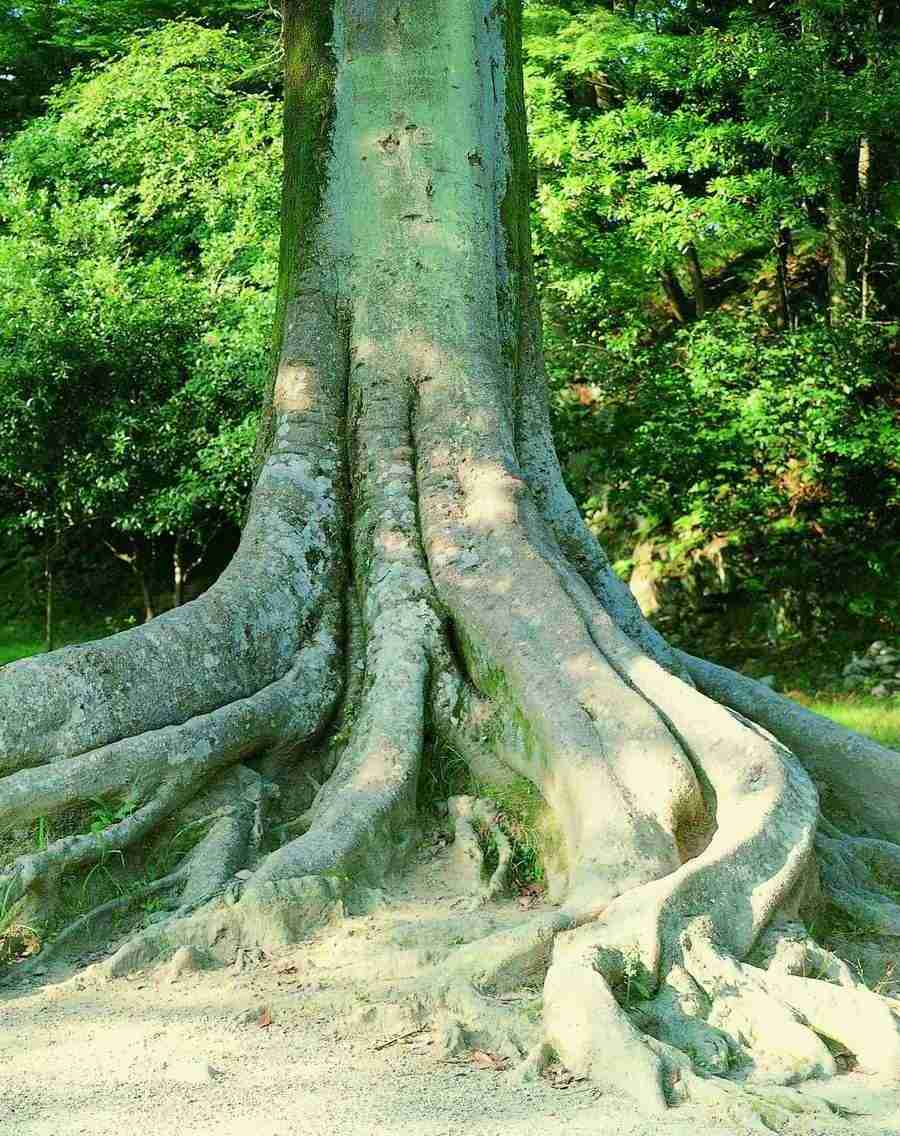 Trees - VisualDisk ></a>
<script language=JavaScript> 
  var txt = 