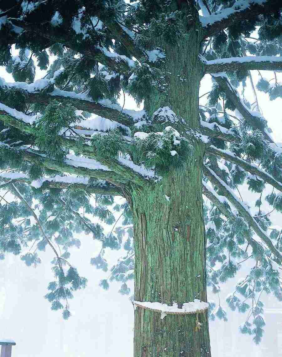 Trees - VisualDisk ></a>
<script language=JavaScript> 
  var txt = 