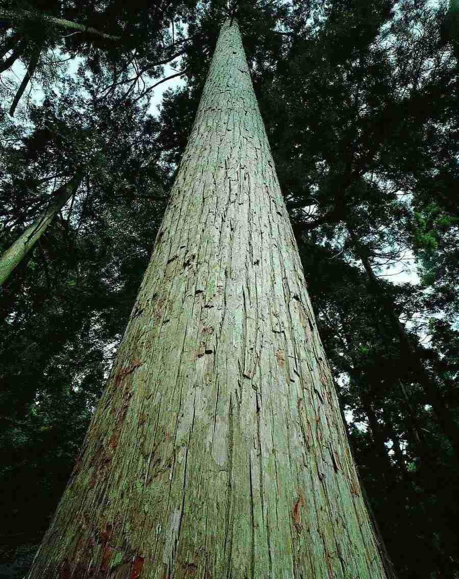 Trees - VisualDisk ></a>
<script language=JavaScript> 
  var txt = 