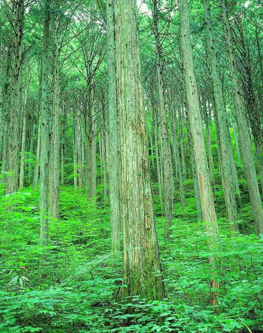 Trees - VisualDisk ></a>
<script language=JavaScript> 
  var txt = 