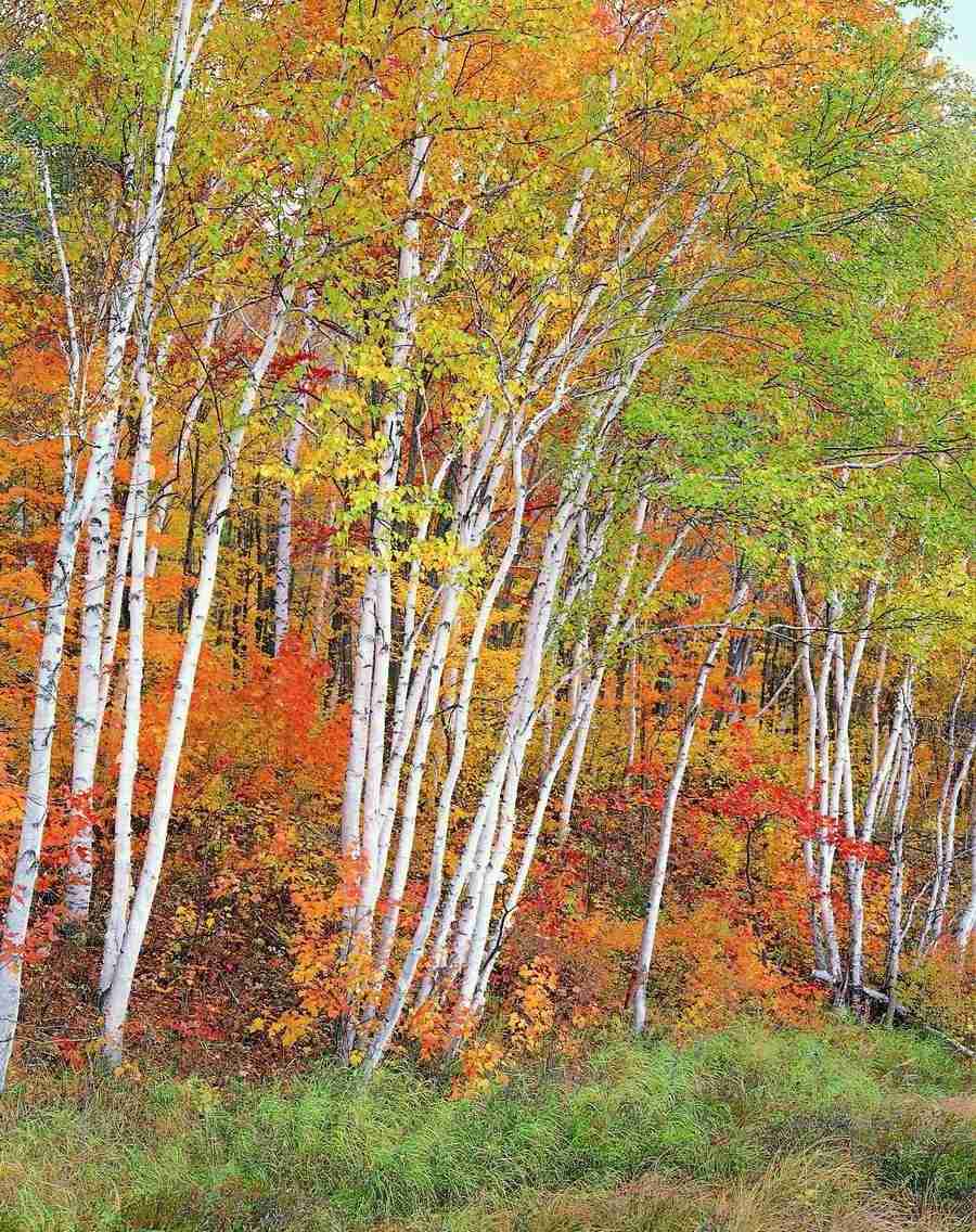 Trees - VisualDisk ></a>
<script language=JavaScript> 
  var txt = 