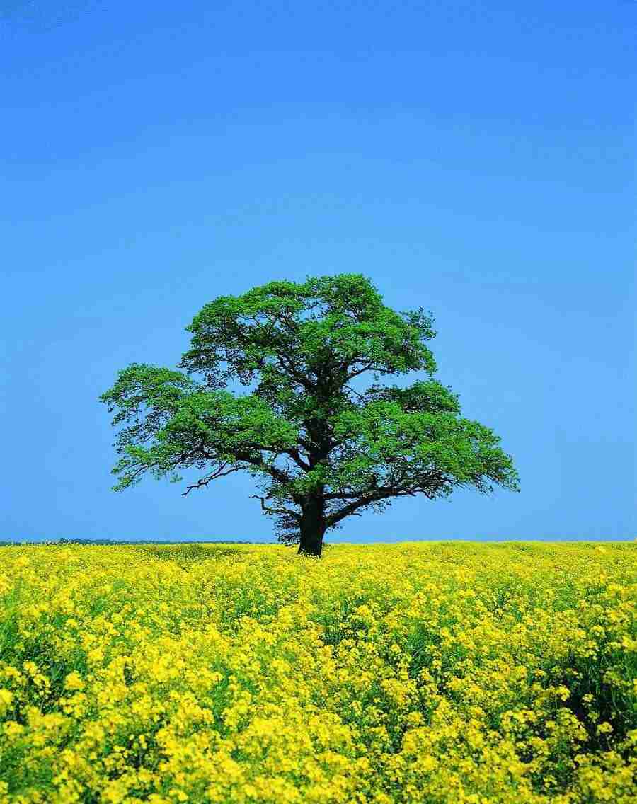 Trees - VisualDisk ></a>
<script language=JavaScript> 
  var txt = 