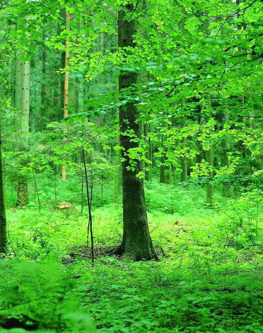 Trees - VisualDisk ></a>
<script language=JavaScript> 
  var txt = 