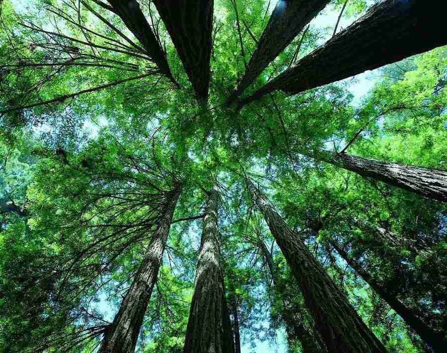 Trees - VisualDisk ></a>
<script language=JavaScript> 
  var txt = 