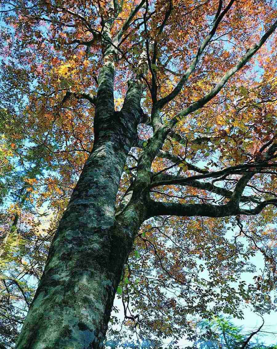 Trees - VisualDisk ></a>
<script language=JavaScript> 
  var txt = 