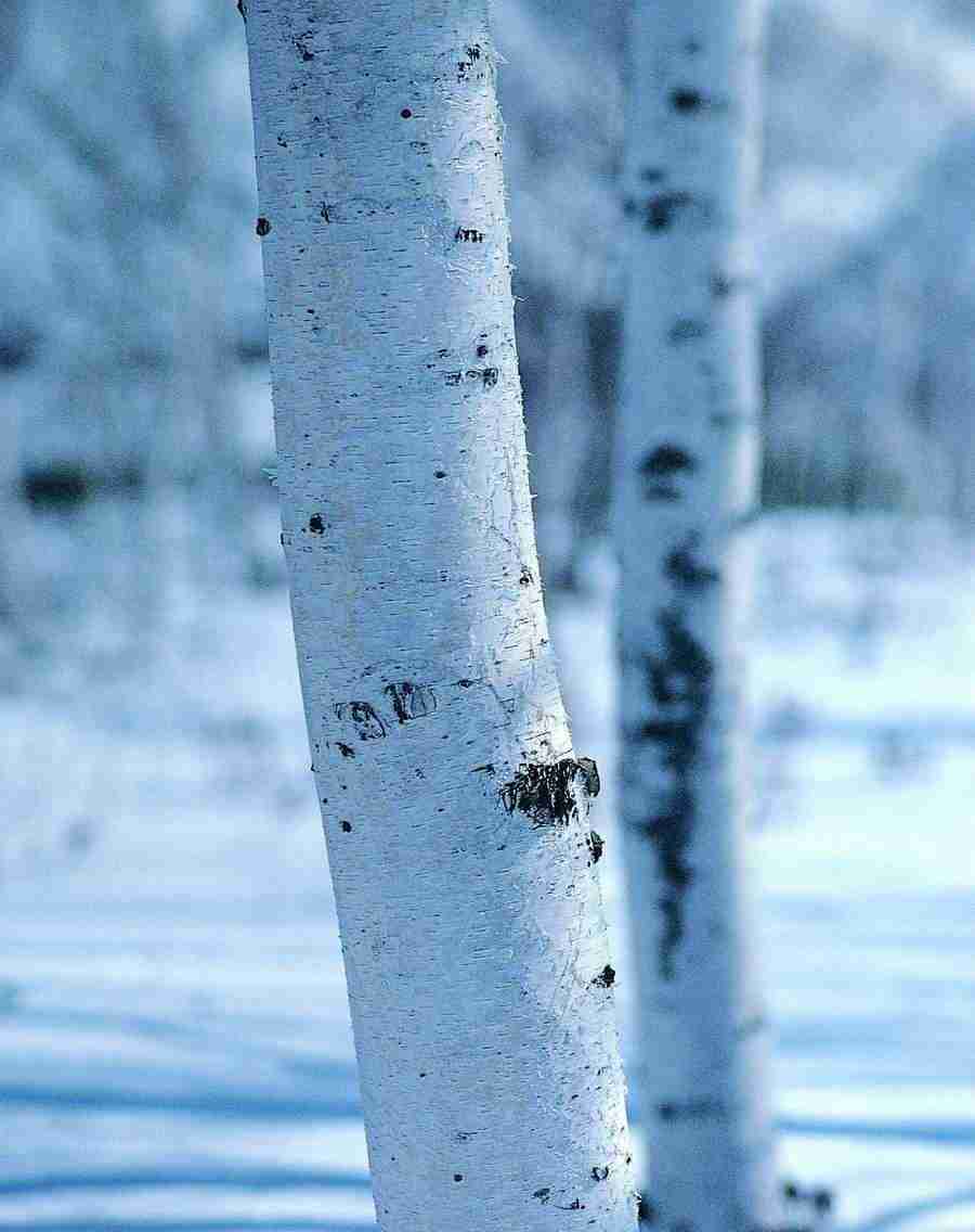 Trees - VisualDisk ></a>
<script language=JavaScript> 
  var txt = 