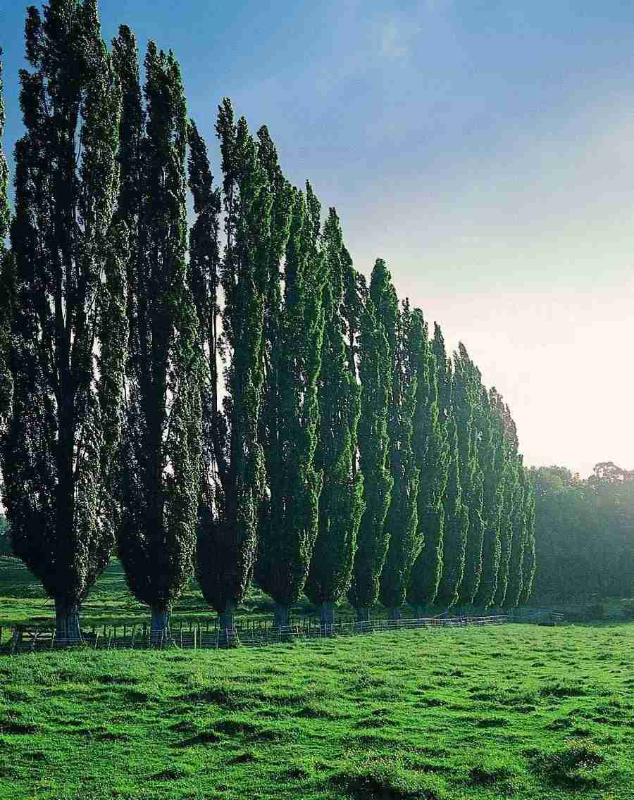 Trees - VisualDisk ></a>
<script language=JavaScript> 
  var txt = 