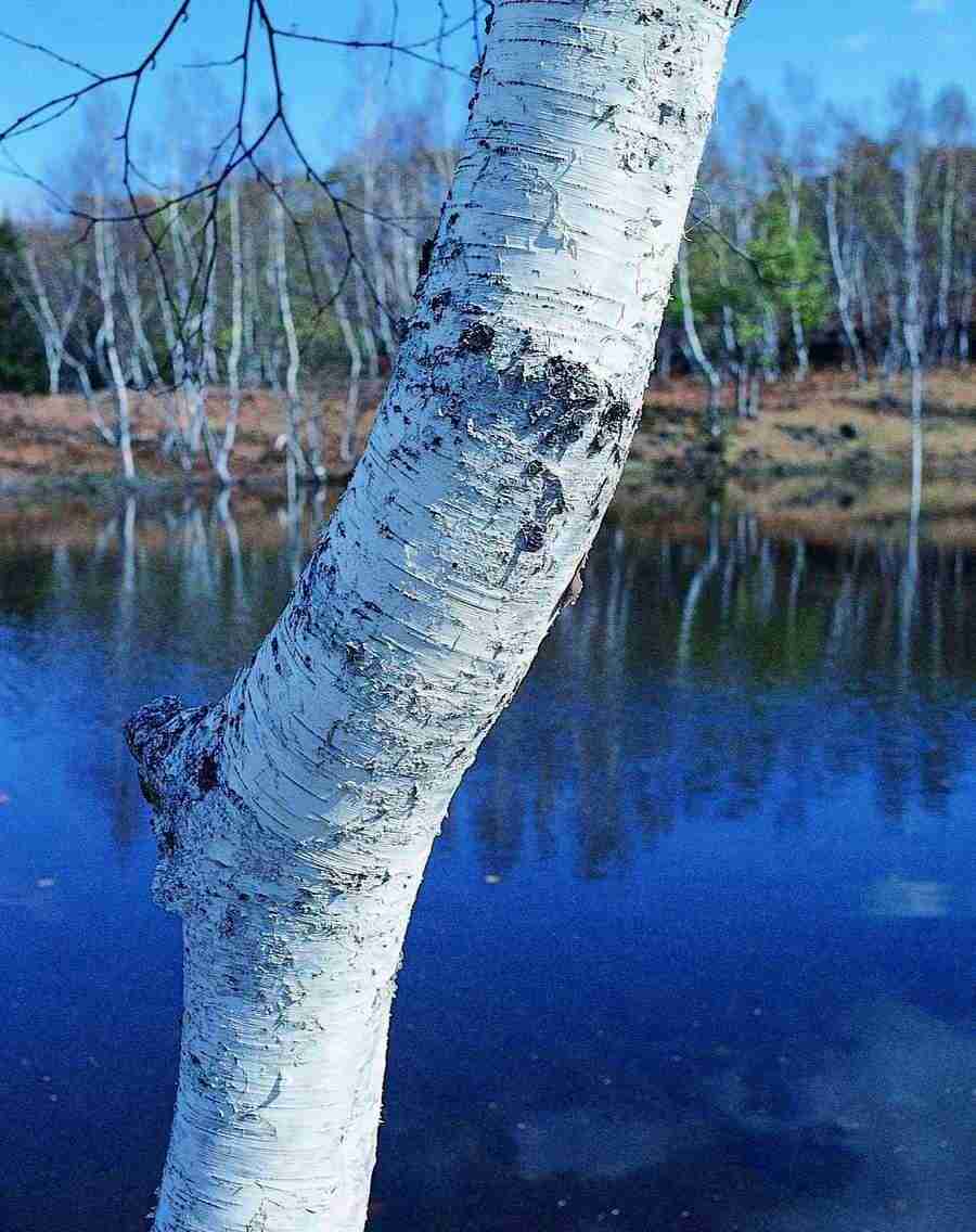 Trees - VisualDisk ></a>
<script language=JavaScript> 
  var txt = 