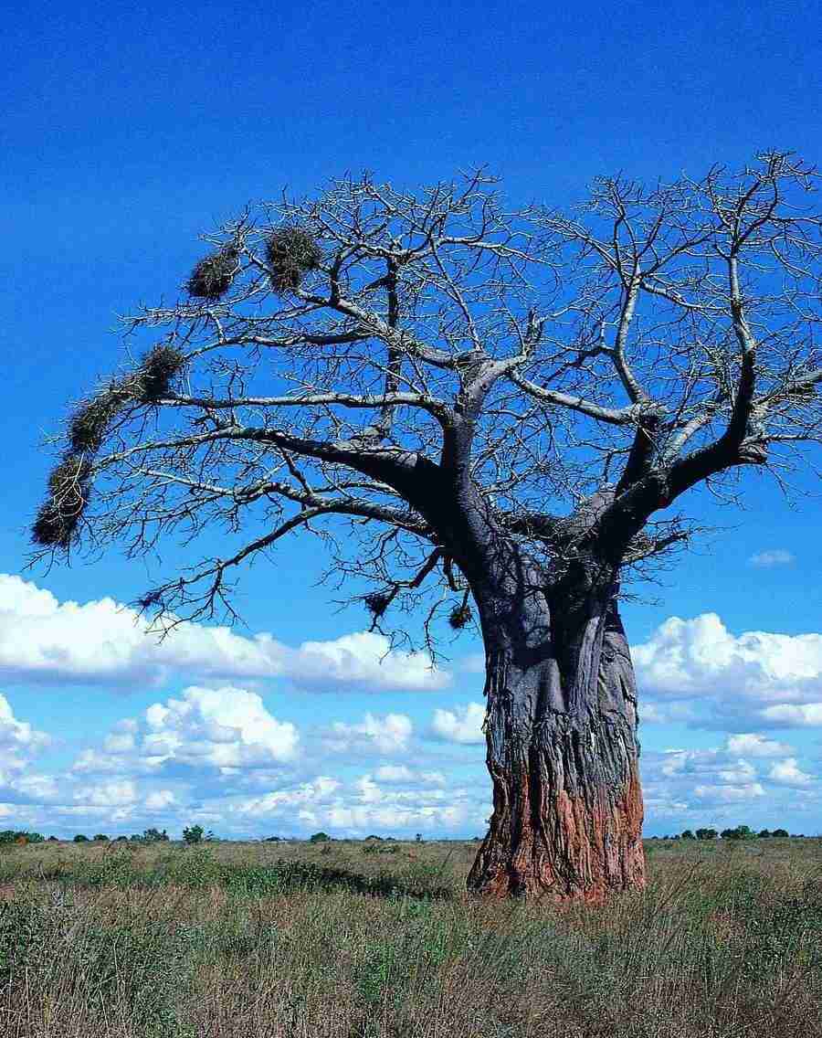 Trees - VisualDisk ></a>
<script language=JavaScript> 
  var txt = 