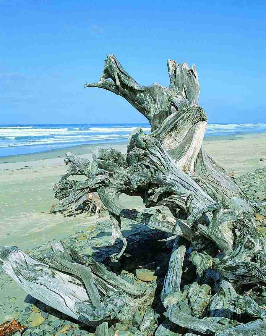 Trees - VisualDisk ></a>
<script language=JavaScript> 
  var txt = 