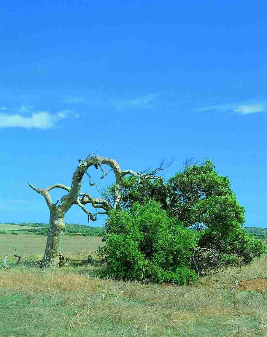Trees - VisualDisk ></a>
<script language=JavaScript> 
  var txt = 
